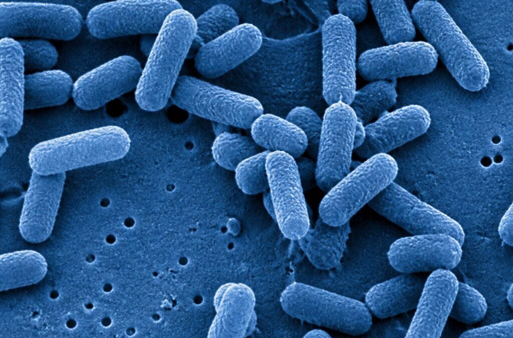 BLIS K12: The Bad-Breath Probiotic Strain Explained